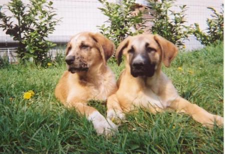 ester et max