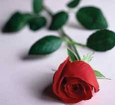 ze veux ma rose!